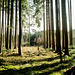 Im Wald unterwegs