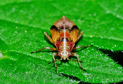 Nymph only about 3 or 4mm