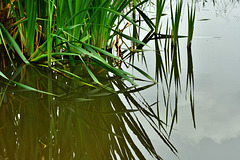 Reeds At The Dipping Pond 1