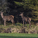 Red deer