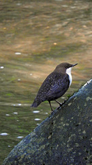 Dipper