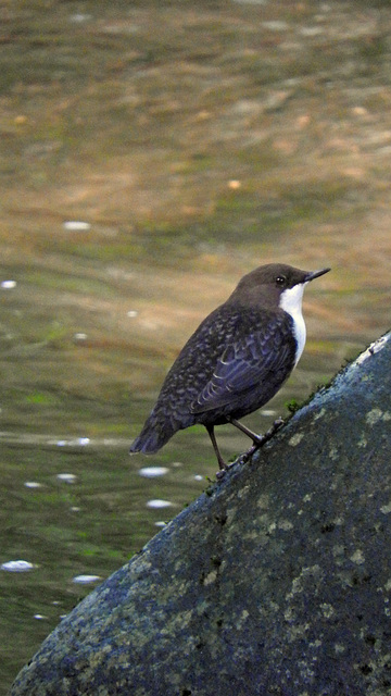 Dipper