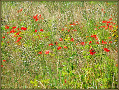 Wildflowers in a Summer Meadow, North Yorkshire