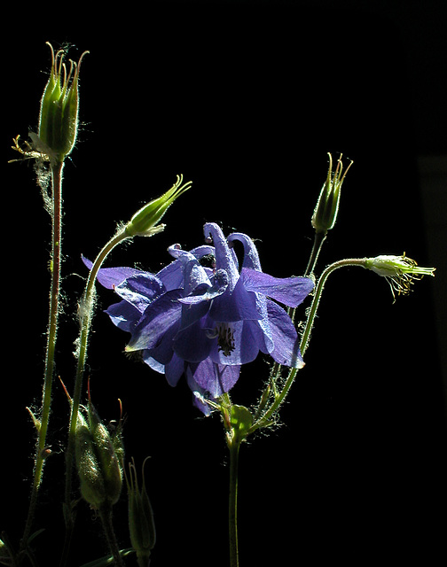 Blaue Akelei (Aquilegia vulgaris)