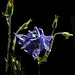 Blaue Akelei (Aquilegia vulgaris)