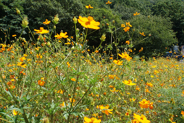 Summer meadow flowers