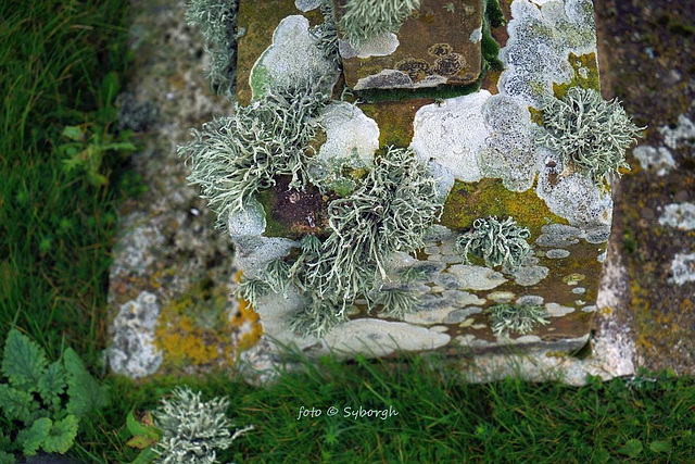 Ramalina litchens on Skaill headstone