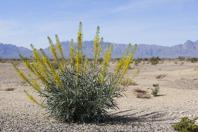 Desert Princesplume