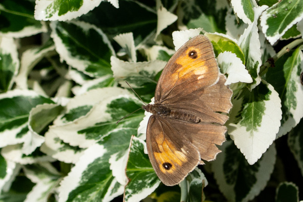 Meadow Brown-DSA 8045