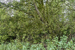 -gruen-06425-co-28-04-19 -gruen-06425-co-28-04-19