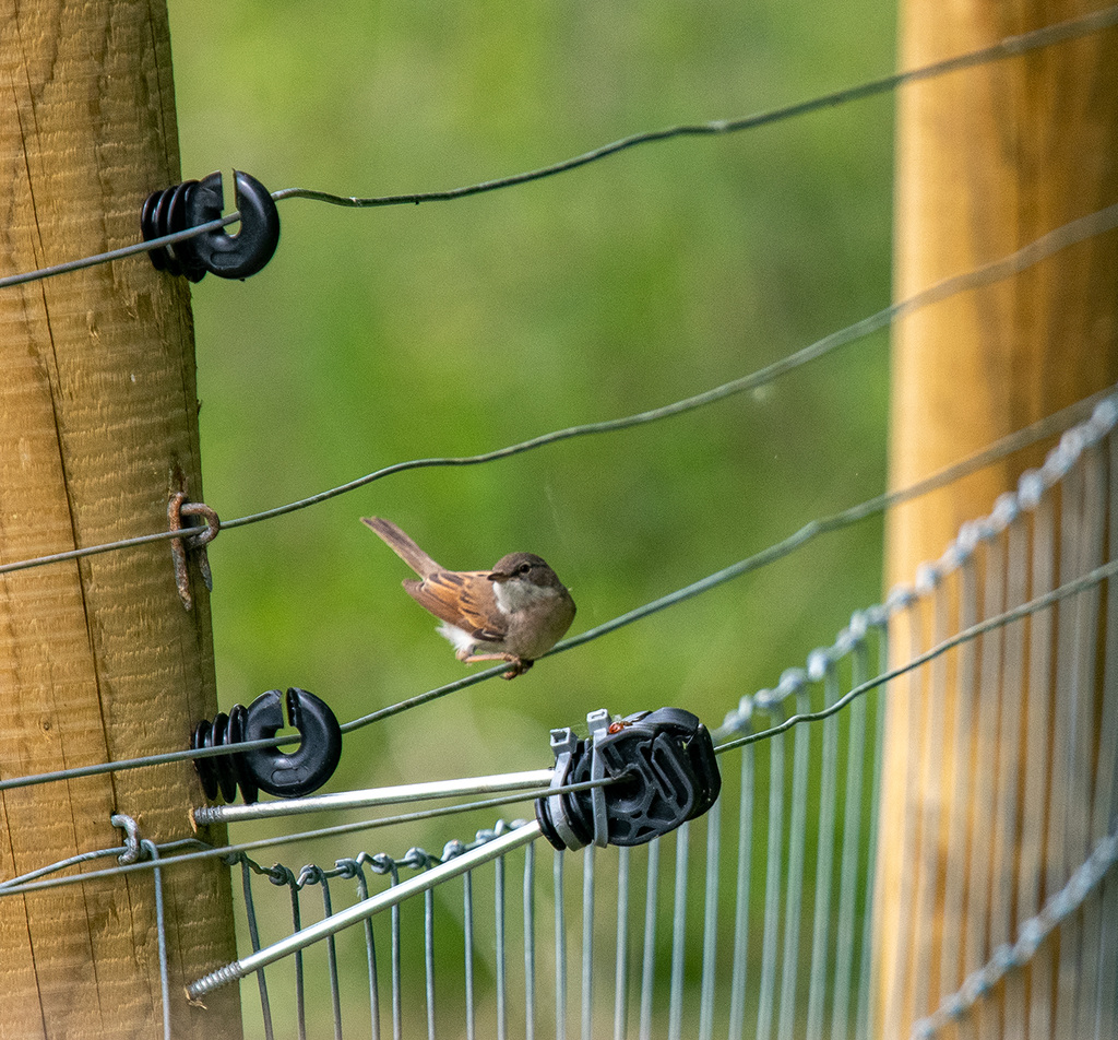 White throat