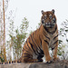 Tiger (3)