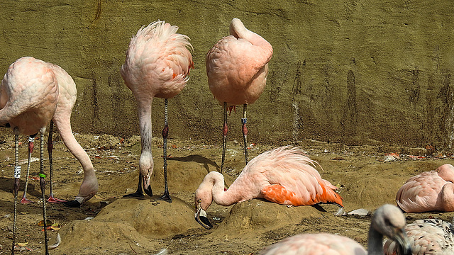 20190901 5589CPw [D~VR] Chile-Flamingo (Phoenicopterus chilensis), Vogelpark Marlow