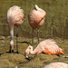 20190901 5589CPw [D~VR] Flamingo, Vogelpark Marlow