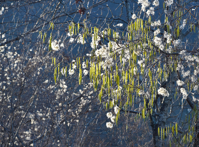 Azzurro d'inverno