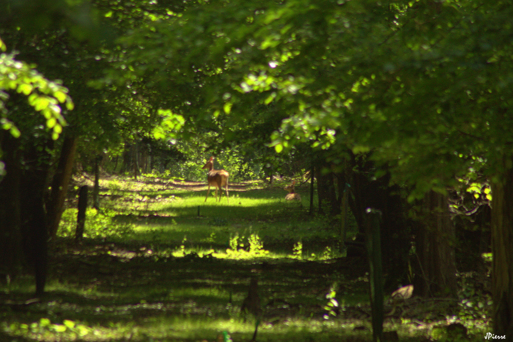 Biche avec son faon