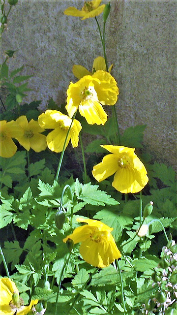 Yellow Icelandic poppies