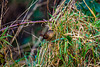 Wren