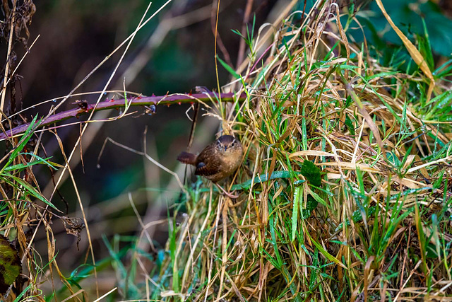 Wren