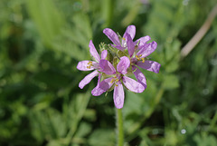 Erodium moschatum