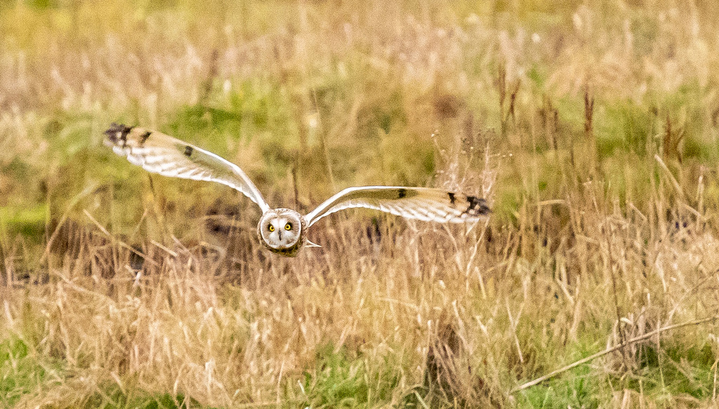 Short eared owl