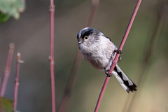 Orite à longue queue (Aegithalos caudatus) - Lieu : Gennevilliers (France) - Photo : Alexis Lours (2022) - Creative Commons Attribution 4.0 International.