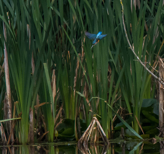 Diving kingfisher