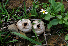 Lycoperdon pratense, Penedos