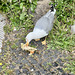 Rome 2025 – Fine dining for gulls