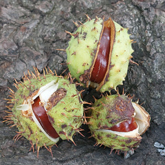 Gewöhnliche Rosskastanie (Aesculus hippocastanum)