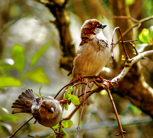 Birds watching: Picture 1. A little shy on the first date. ©UdoSm