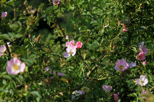 Rosa rubiginosa (1)