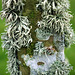 Ramalina and other lichens