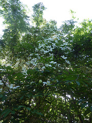 Clematis in bloom