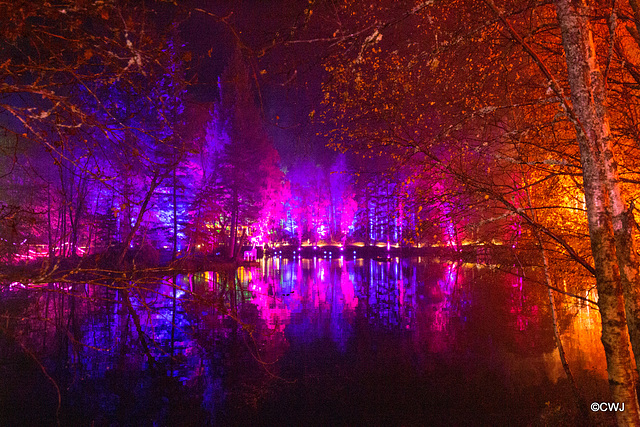 The Enchanted Forest, Faskally, 2nd Nov 2019