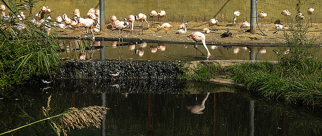 20190901 5590CPw [D~VR] Flamingo, Stelzenläufer, Vogelpark Marlow