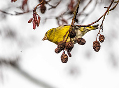 Siskin