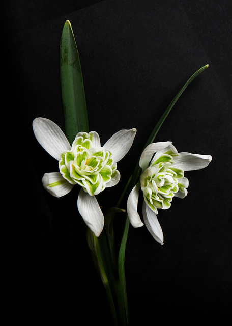 Schneeglöckchen /Snowdrops /Perce-neige (PiP)