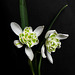 Schneeglöckchen /Snowdrops /Perce-neige (PiP)