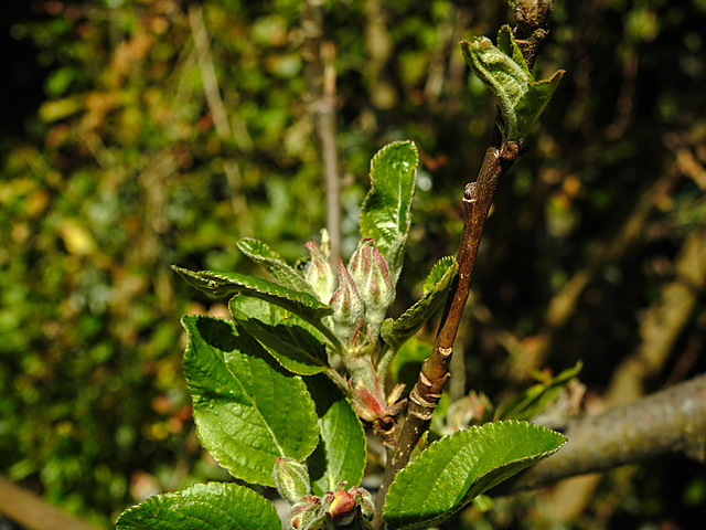 20210426 0080CPw [D~LIP] Apfelbaum (Cox Orangen-Renetter Malus), Apfelblütenknospe, Bad Salzuflen