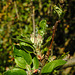 20210426 0080CPw [D~LIP] Apfelbaum (Cox Orangen-Renetter Malus), Apfelblütenknospe, Bad Salzuflen