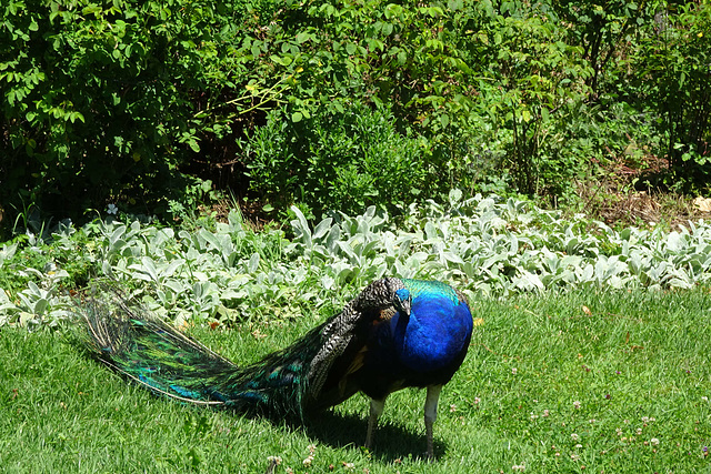 Peacock At Eggenberg Schloss