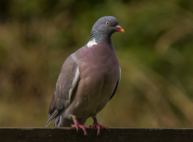 Woodpigeon