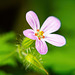 Die schönen Blüten des Ruprechtskrauts :)) The beautiful blossoms of the Geranium robertianum :))  Les belles fleurs du Geranium robertianum :))