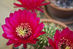 Torch cactus flowers