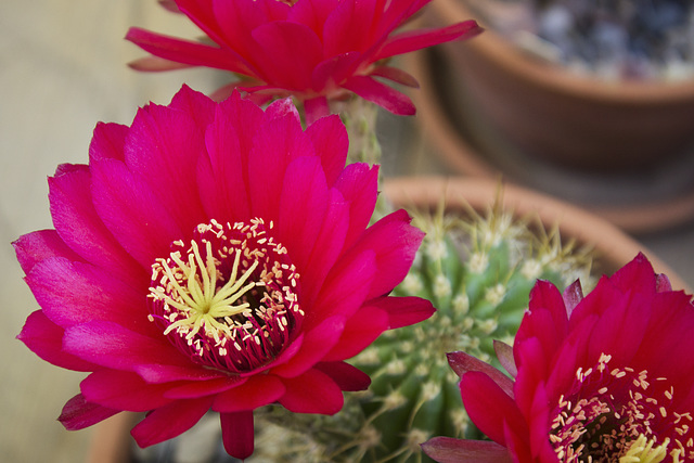 Torch cactus flowers