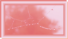 Des perles de vie...