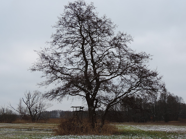 24/365 - Hochstand im Schutz eines Baumes