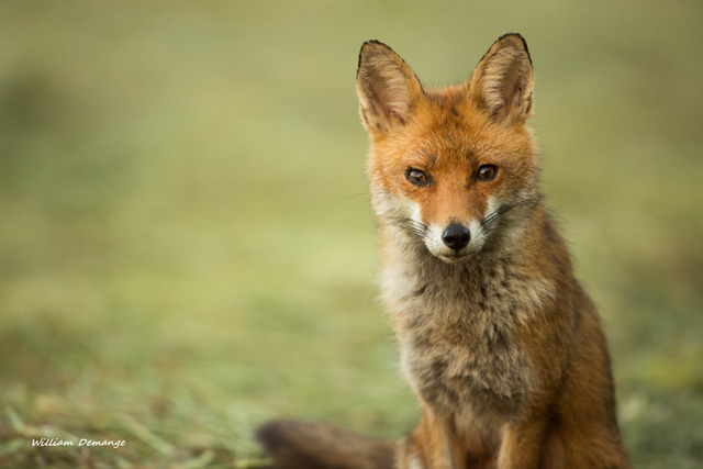 Jeune renard