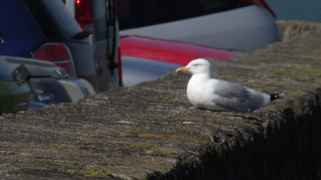 This wall is a perfect place for a seagull to have a rest